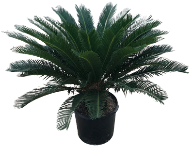 Sago Palm (King)